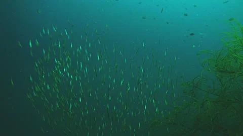 Fish Under water, coron, philippines Stock-Footage 130754187
