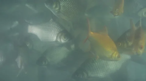 Fish under water Stock Footage