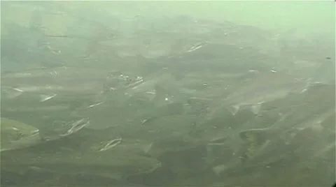 Fish under the water Stock Footage 9117300