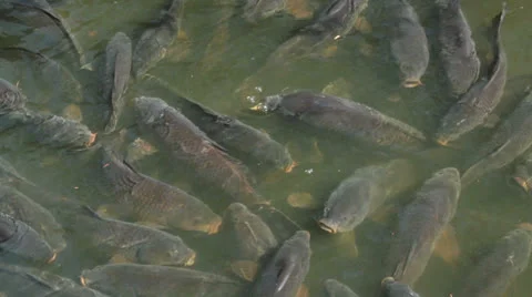 Fish under water Stock Footage 25899744