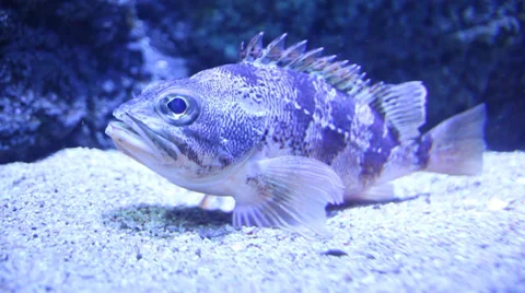 Fish under water Stock-Footage 32283967