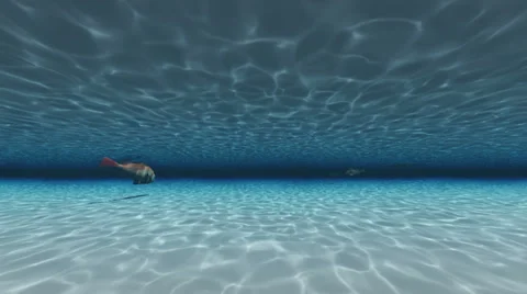 Fish under water Video stock 33816059