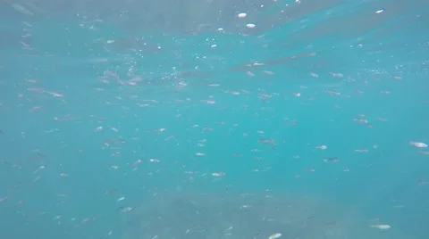 Fish under water 스톡 동영상 54024751