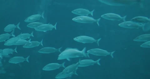 Fish under water Stock Footage 133388022