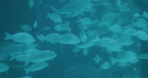 Fish under water Stock Footage 133388132