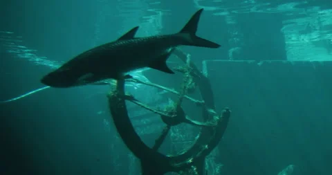 Fish under water Stock Footage 133388297