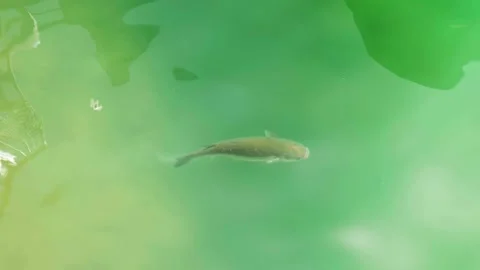 Fish Under Water Stock Footage 202636089