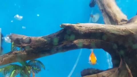 Fish under Water Video stock 278738382