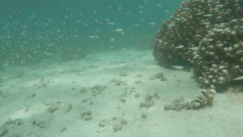 Fish Under Water Stock Footage 278826479