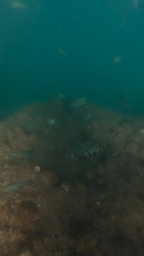 Fish Under Water Stock Footage 278829404