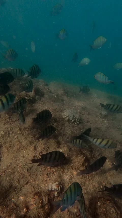 Fish Under Water Video stock 278829770