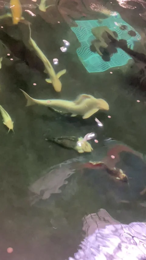 Fish under water. Video stock 312287227