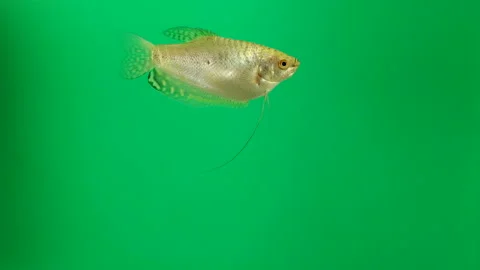 Fish under water on green background Stock Footage 98167351