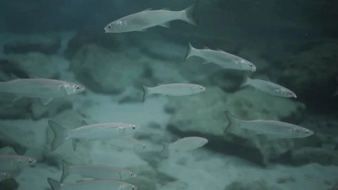 Fish under water in Mallorca Spain, under water cinematography Stock Footage 128764778