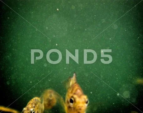 Fish under water Stock Photos