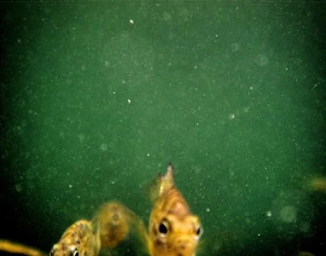 Fish under water Stock Photos