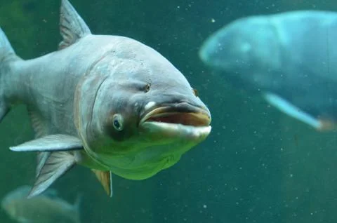 FISH UNDER WATER Stock Photos