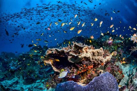 Fish in Under Water 스톡 사진