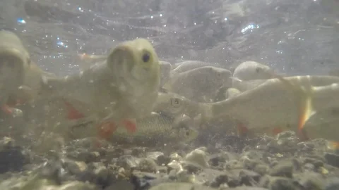 Fish under water in pond Stock-Footage 123727045