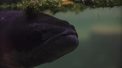 Fish under water in the river water of the tropical jungle Video stock 74166251