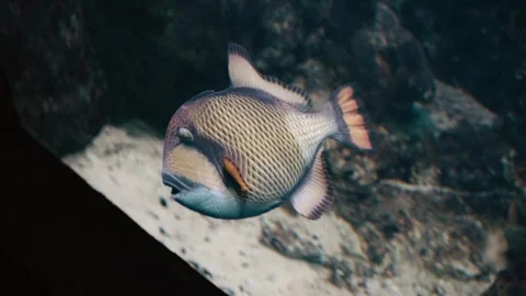A fish under water turns around on its axis on purpose Stock Footage 334388504