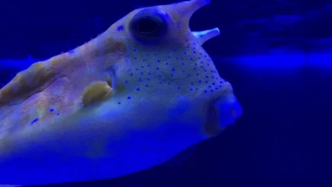 Fish under water, yellow trunk cow fish lactoria cornuta Stock Footage 283192575