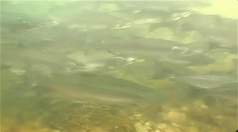 Fish under the water1 Stock Footage 9117358