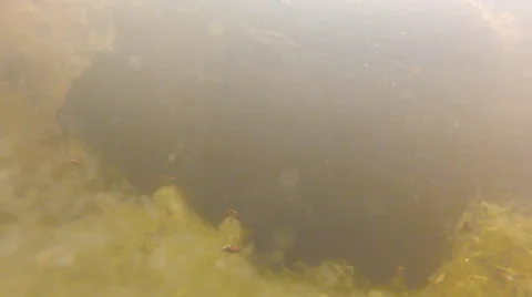 Fish, underwater-1, small Bream &amp; minnow enter &amp; leave frame Stock Footage 39583270