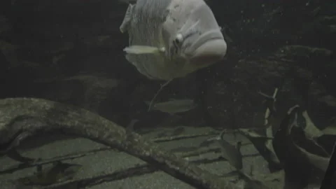 Fish Underwater Close Up and Medium - Camera Movement Stock Footage 149505111
