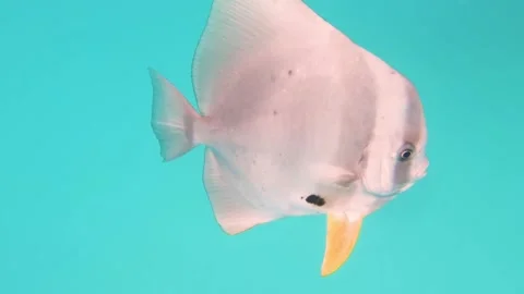 Fish underwater close-up in the ocean. Stock Footage 143136743