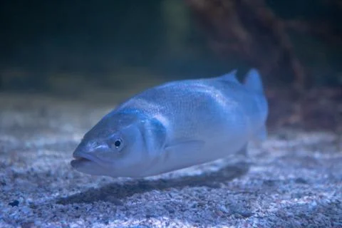 Fish underwater close up Stock Photos