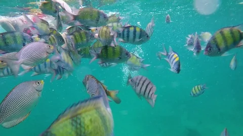 Fish Underwater Eating Stock Footage 98261114