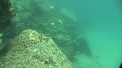 Fish Underwater Stock Footage 328373