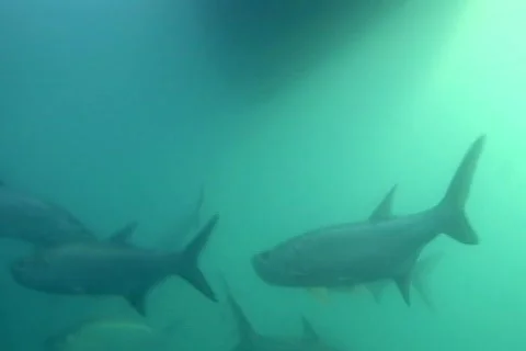 Fish: Underwater Stock Footage 344458