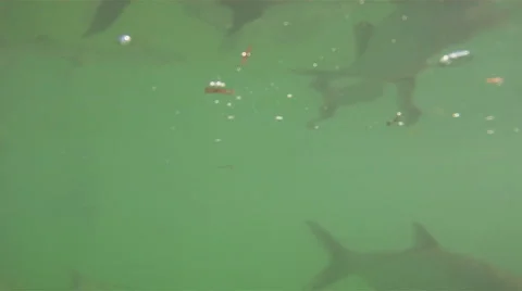 Fish Underwater Stock Footage 882757