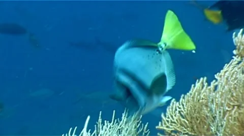 Fish underwater Stock Footage 8519680