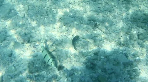 Fish Underwater Stock Footage 8998545