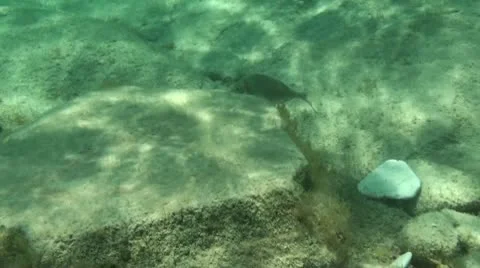 Fish Underwater Stock Footage 9312506