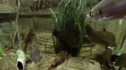 Fish underwater Видео 10560347