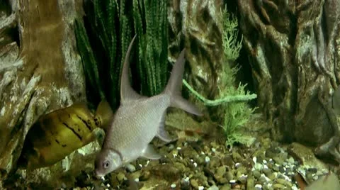 Fish underwater Stock Footage 10560458