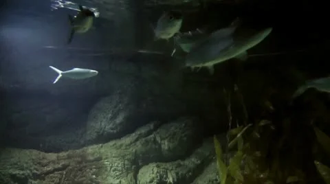 Fish underwater Stock Footage 10560582