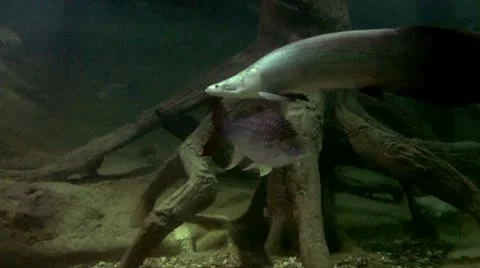 Fish underwater Видео 10560587