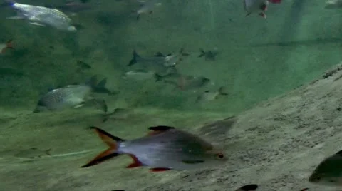 Fish underwater Stock Footage 10560653