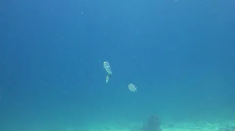 Fish Underwater Stock Footage 11308895