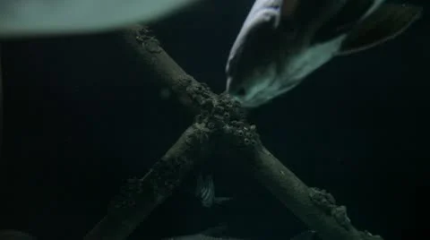 Fish Underwater Stock Footage 11404403