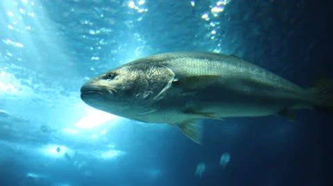 Fish Underwater Stock Footage 22955458