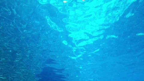 Fish underwater. Stock Footage 71969064