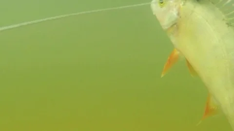 Fish underwater. Stock-Footage 72083549