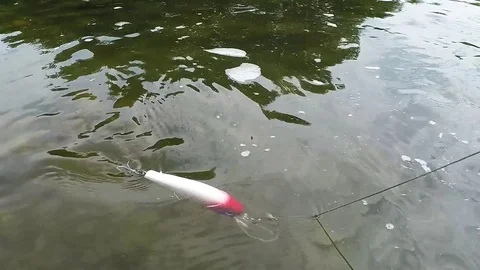 Fish underwater. Stock-Footage 72085729