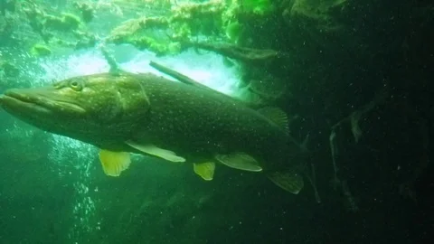 Fish underwater. Stock Footage 72088241